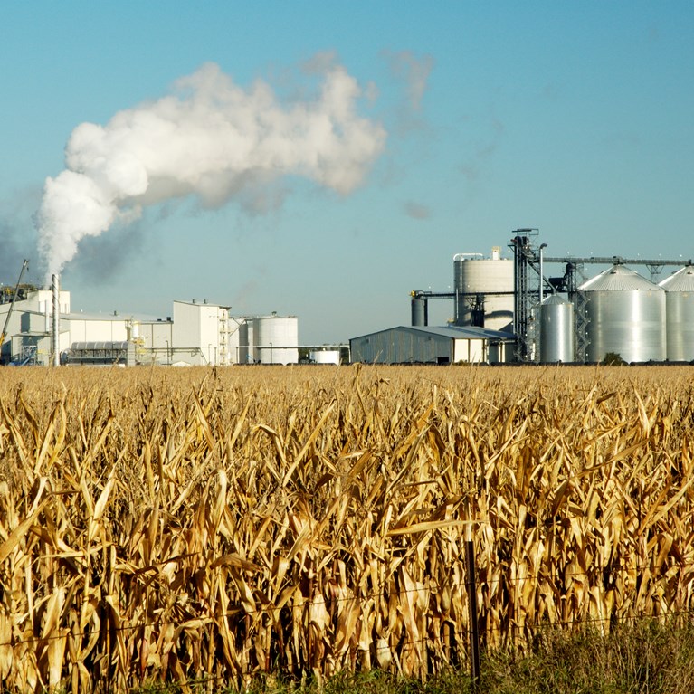Cornplant